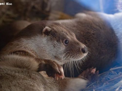 夜幕下探索水獺祕密！臺北市立動物園7月4日開啟光影夜遊之旅